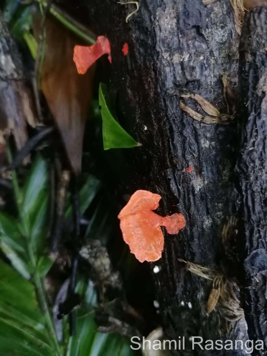 Pycnoporus